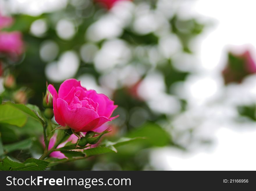 Beautiful fresh pink rose bloom in summer