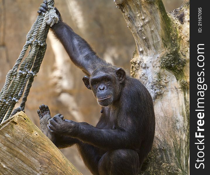 Chimp in a tree in a zoo