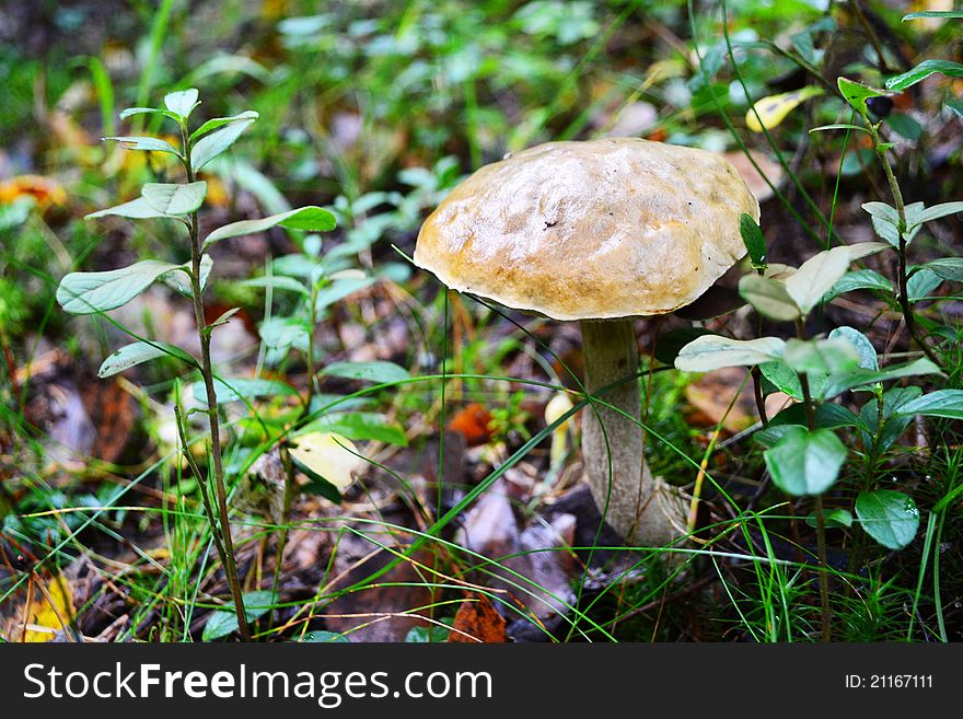 Brown cap boletus in autumn wood. Brown cap boletus in autumn wood