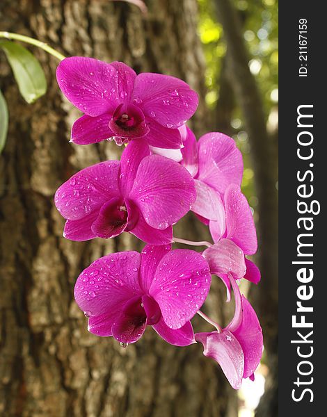 Pink orchid growing on tree after falling rain. Pink orchid growing on tree after falling rain