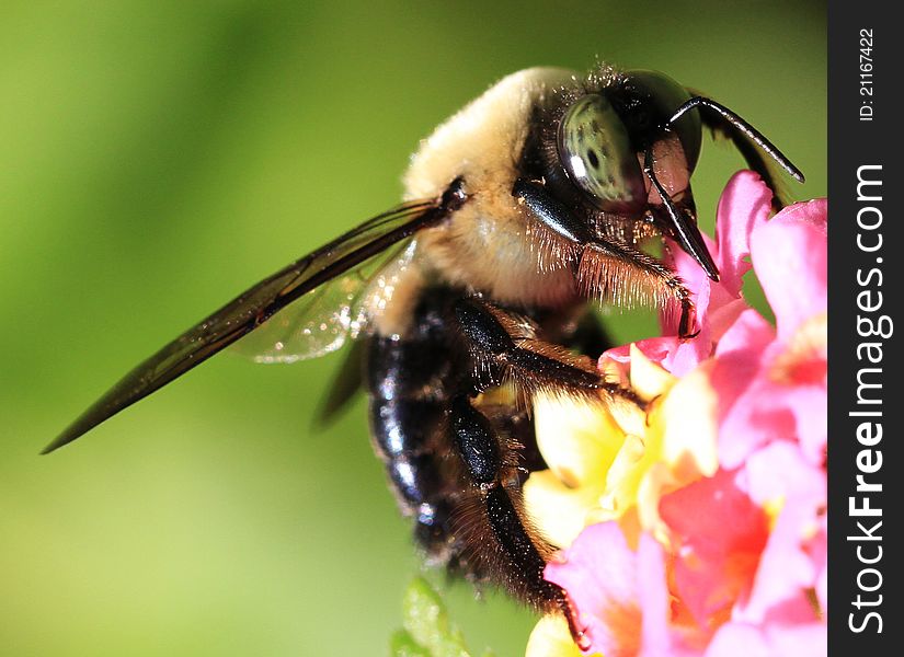 Green eyed Bumblebee on pink summer flower. Green eyed Bumblebee on pink summer flower