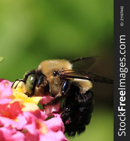 Bumblebee enjoying spring time flowers