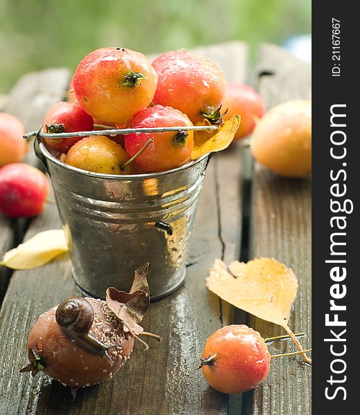 Fresh ripe apple in bucket with snail. Selective focus