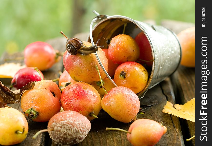 Fresh ripe apple in bucket with snail. Selective focus