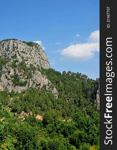 Green forest and mountain with blue sky