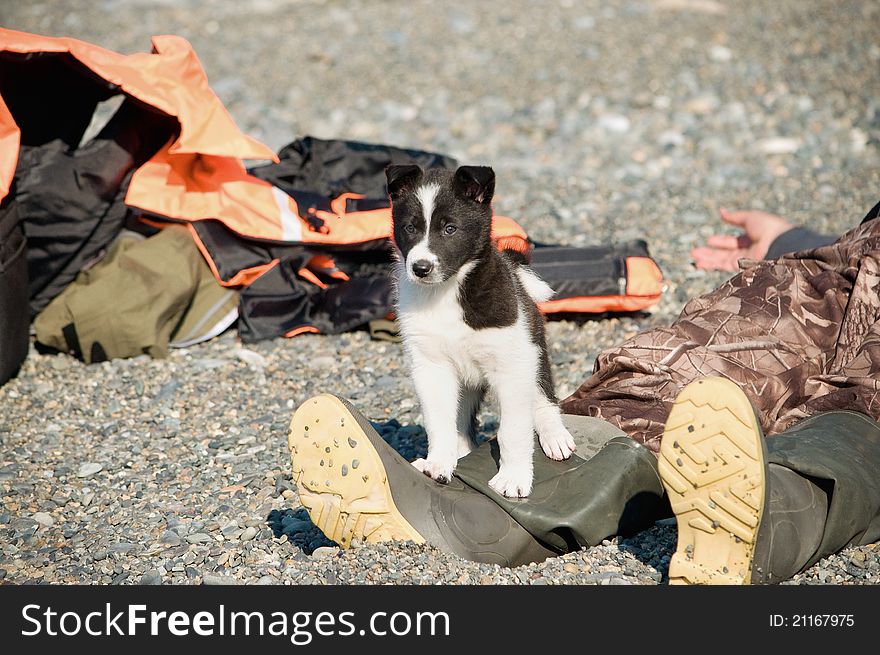 Pup on a beach near the tourist things