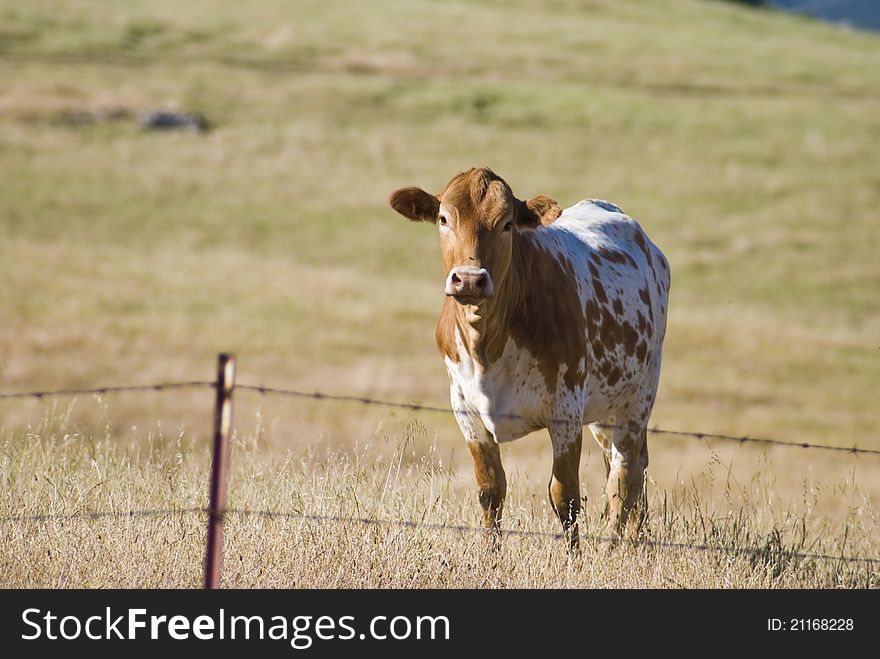 A brown and white speckeled cow enjoyes the view near San Luis Obispo, CA. A brown and white speckeled cow enjoyes the view near San Luis Obispo, CA.