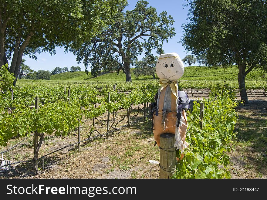 The Scare crow stands guard over a vineyard in Central California. The Scare crow stands guard over a vineyard in Central California.