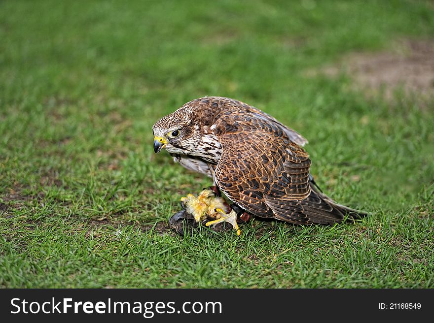 Falcon eating prey