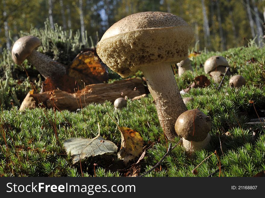 White Birch bolete  in grass.