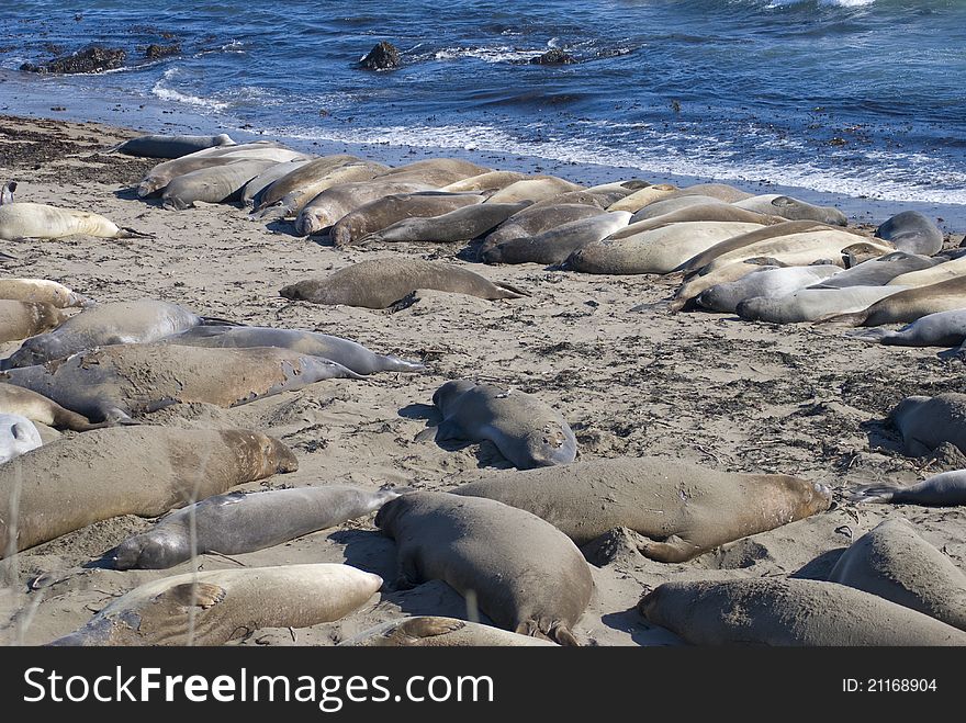 Elephant seals sun themselves on a beach. Piedras Blancas, California.