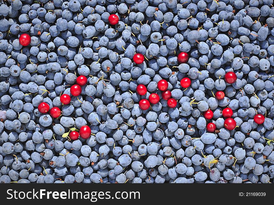 Fresh bog bilberry and cowberry background .Bog Bilbery and Cowberry or lingonberry (Vaccinium vitis-idaea ). Brightly red berries a cowberry in greens