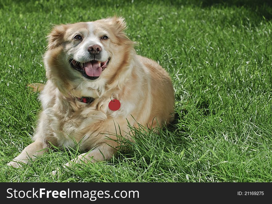 Golden retriever wearing red collar and tag lying down on grass from left profile with copy space on left of horizontal image. Golden retriever wearing red collar and tag lying down on grass from left profile with copy space on left of horizontal image