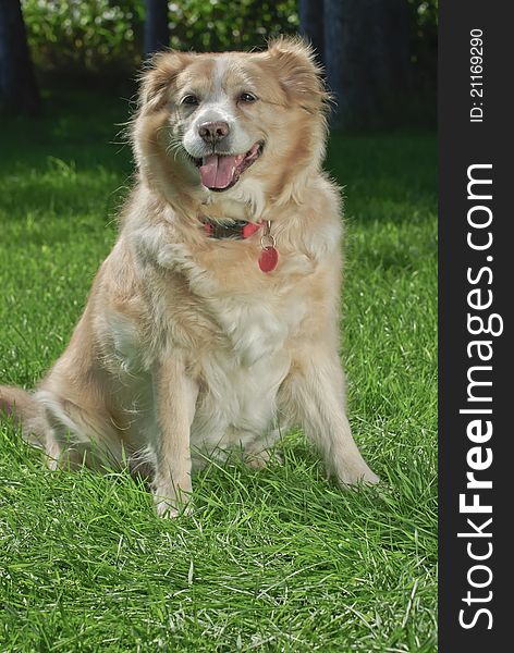 Golden retriever wearing collar and tag sitting on grass ,frontal shot with copy space at bottom of vertical image. Golden retriever wearing collar and tag sitting on grass ,frontal shot with copy space at bottom of vertical image