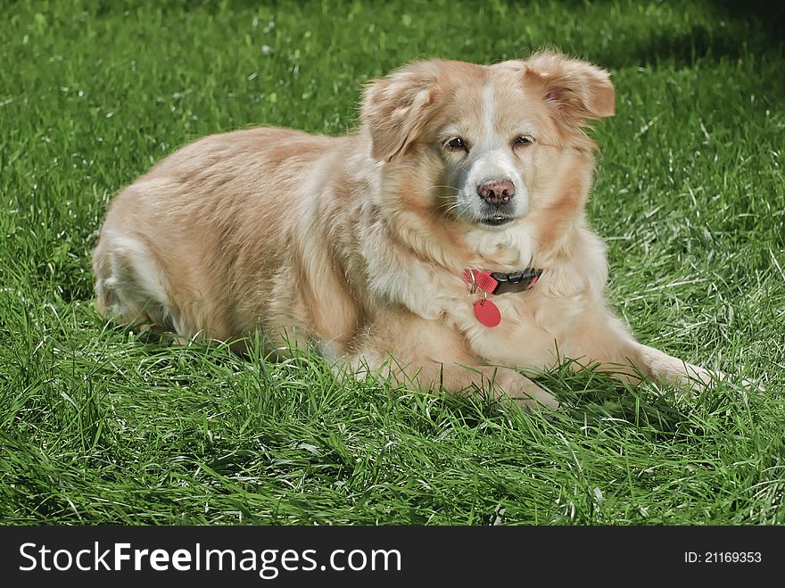 Golden retriever wearing red collar and tag lying down on grass looking at camera, horizontal image ,right profile with copy space at bottom. Golden retriever wearing red collar and tag lying down on grass looking at camera, horizontal image ,right profile with copy space at bottom