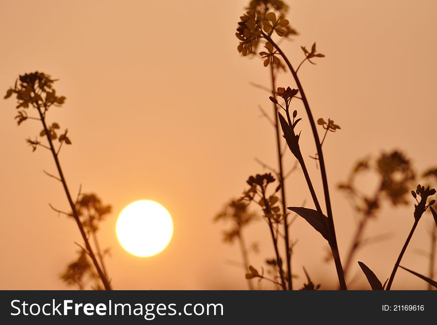 The sunset and wild flowers in spring day.