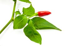 Chili Pepper With Leaf Royalty Free Stock Photos Chili Pepper With Leaf Royalty Free Stock Photos