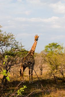 Pregnant Giraffe In South Africa Stock Images