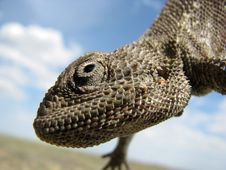 Hanging Lizard Royalty Free Stock Photos Hanging Lizard Royalty Free Stock Photos