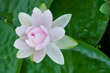 Close-up Of Beautiful Pink Lotus Royalty Free Stock Photos