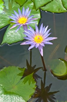 Close-up Inside Of Beautiful Violet Lotus Royalty Free Stock Photos Close-up Inside Of Beautiful Violet Lotus Royalty Free Stock Photos
