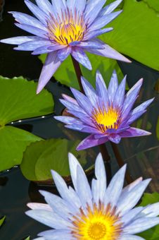 Close-up Of Beautiful Violet Lotus Stock Image