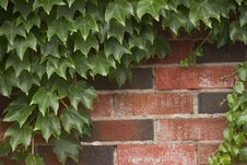 Ivy Growing On Brick Wall Royalty Free Stock Photos Ivy Growing On Brick Wall Royalty Free Stock Photos