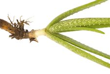 Aloe Vera And Root Isolated On White Background Royalty Free Stock Images Aloe Vera And Root Isolated On White Background Royalty Free Stock Images