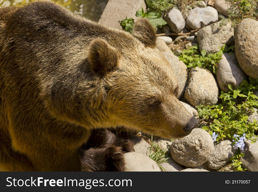 Brown bear resting in a zoo in Barcelona. Brown bear resting in a zoo in Barcelona