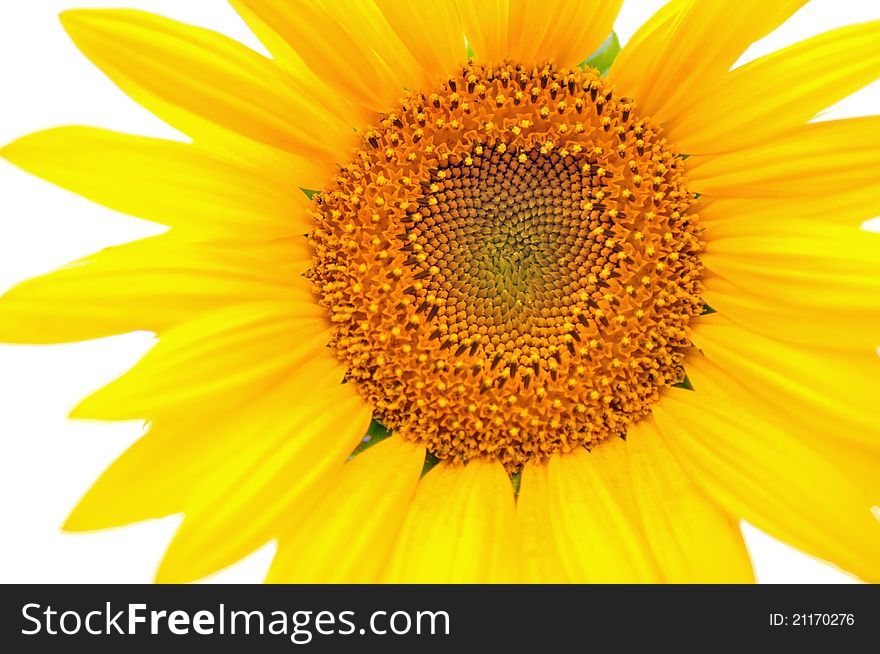 Crop sunflower on white background