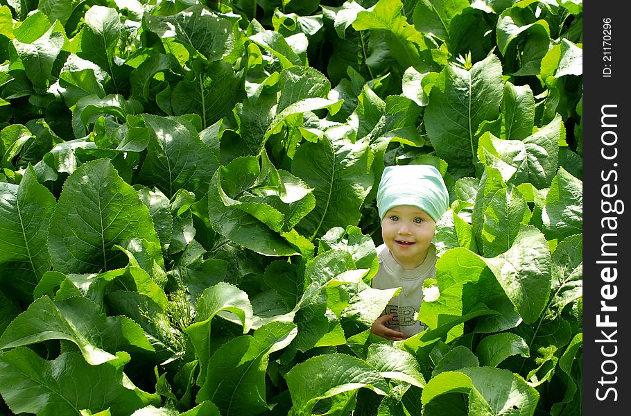 Baby on the horseradish field