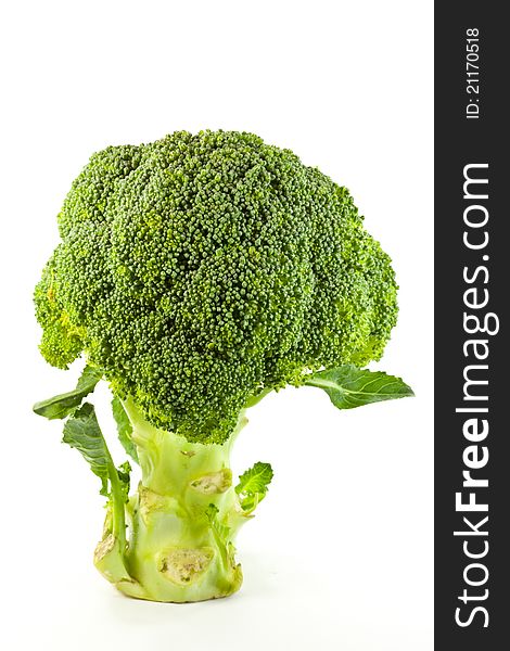 A fresh broccoli isolated on white background. A fresh broccoli isolated on white background