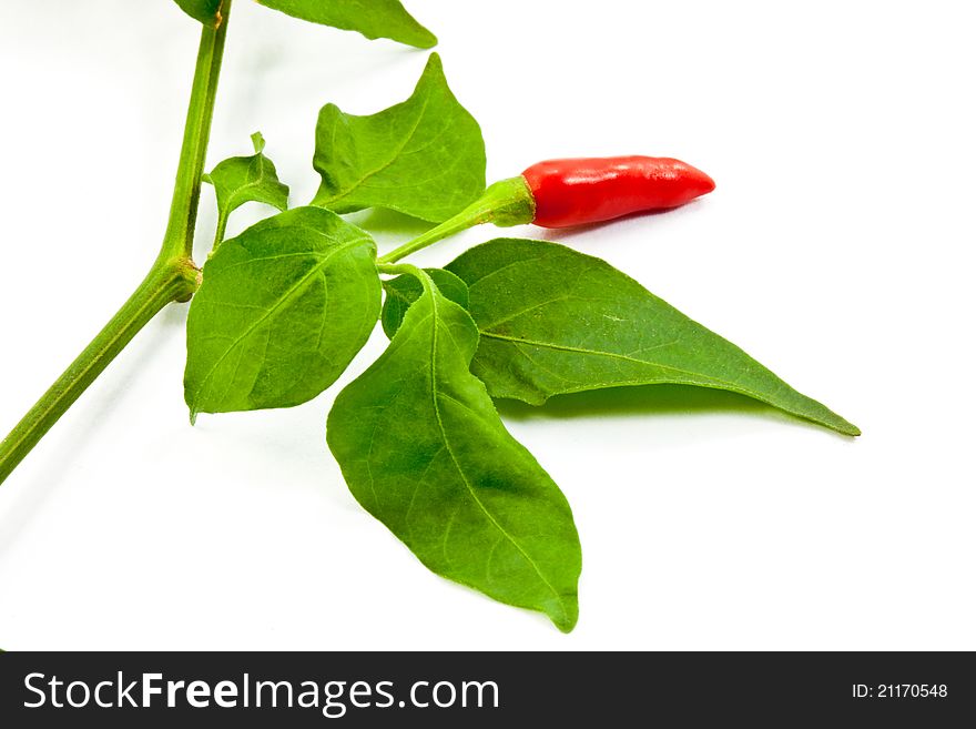 Chili pepper with leaf on white background