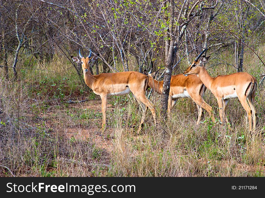 Herd Of Antelope In Africa