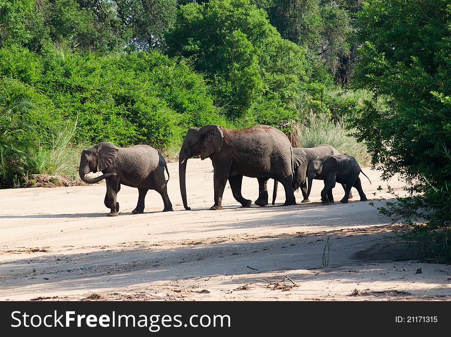 Herd of elephants come to drink in Africa. Herd of elephants come to drink in Africa