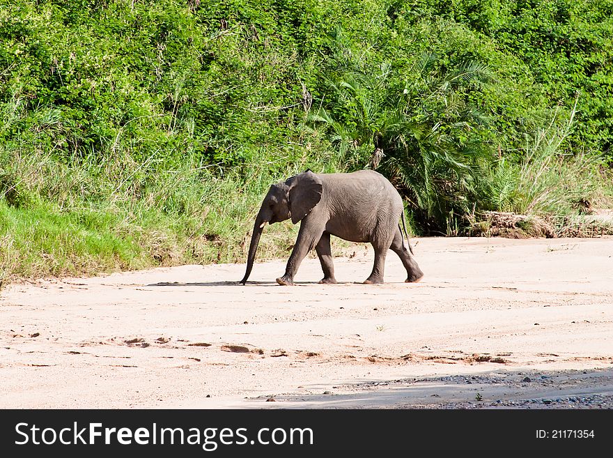 Small elephant walking on a safari in South Africa. Small elephant walking on a safari in South Africa