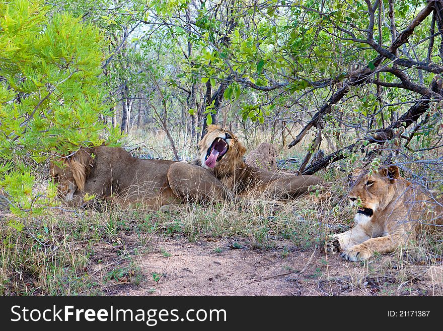 Family Of Lions In Africa
