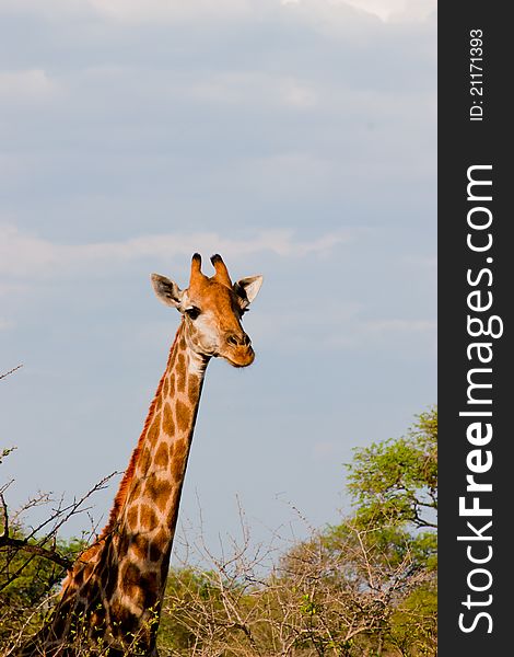 Portrait of a giraffe in a Kruger park in South Africa. Portrait of a giraffe in a Kruger park in South Africa