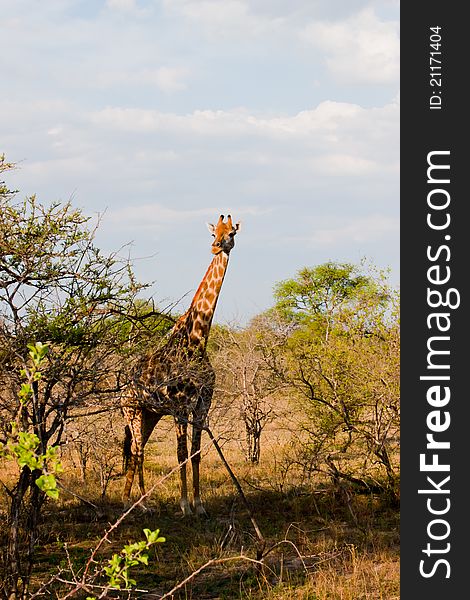 Pregnant giraffe in South Africa