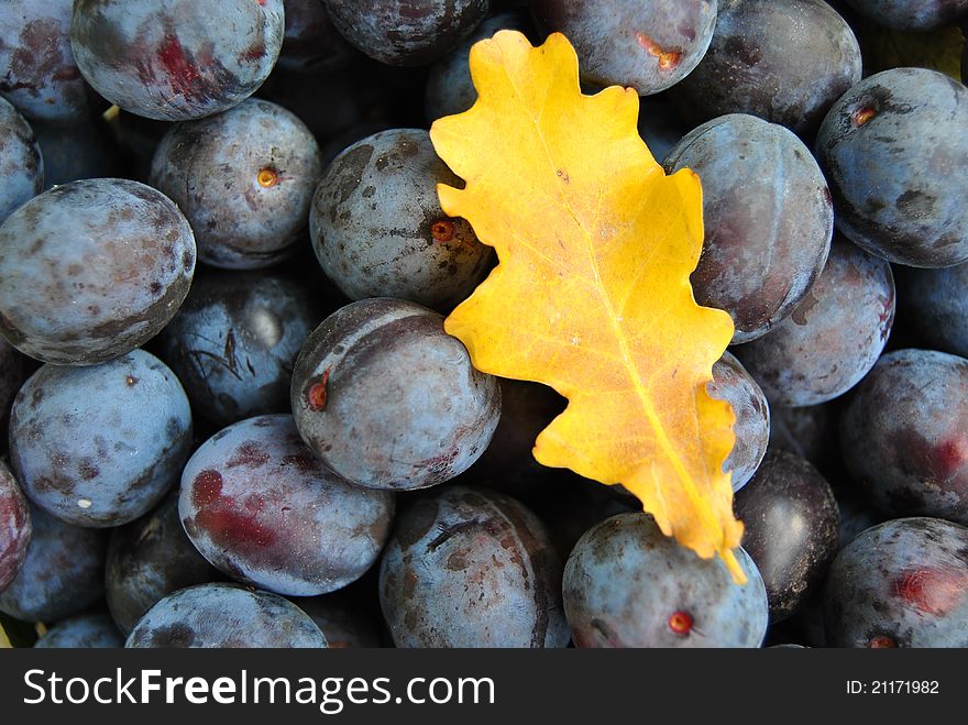 Blue plums and yellow leafs