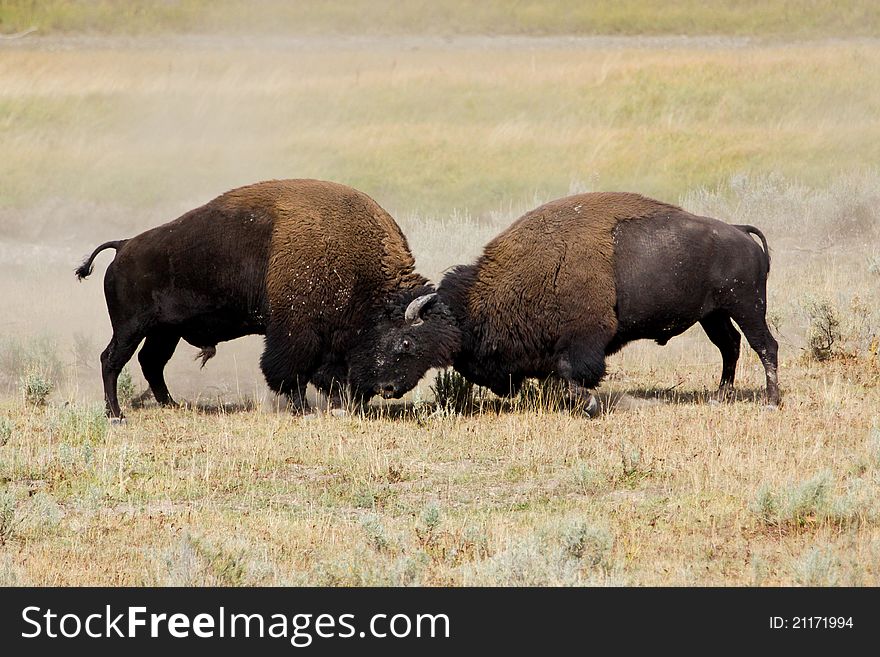 Bisons competing for mate during mating season. Bisons competing for mate during mating season