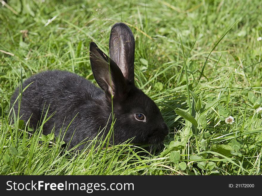 Portrait of a young black rabbit in a meadow. Portrait of a young black rabbit in a meadow