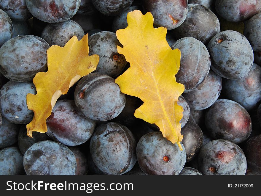 Blue plums and yellow leaf