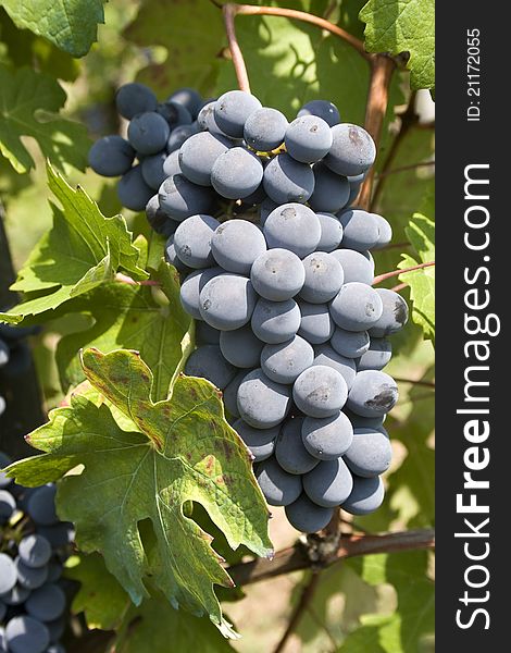 Clusters of red grape of Barolo and Dolcetto. Clusters of red grape of Barolo and Dolcetto