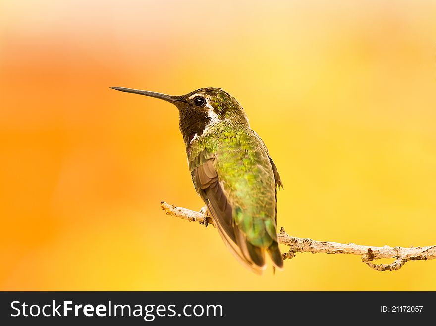 Hummingbird portrait againgst colorful background