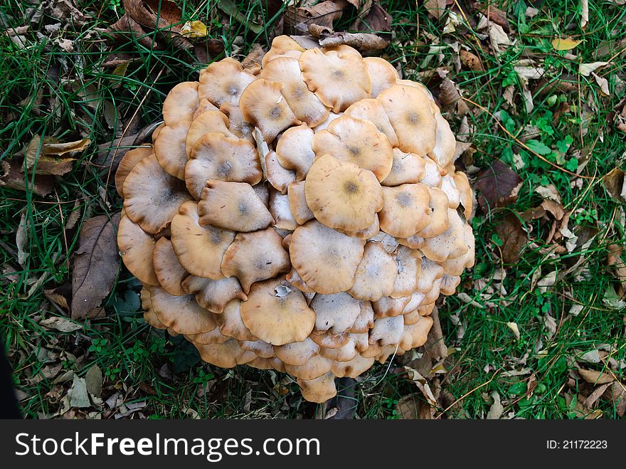 Group of mushrooms on the lawn in autumn