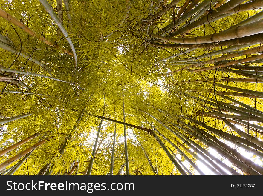 Picture from hawaii forest bamboo tree