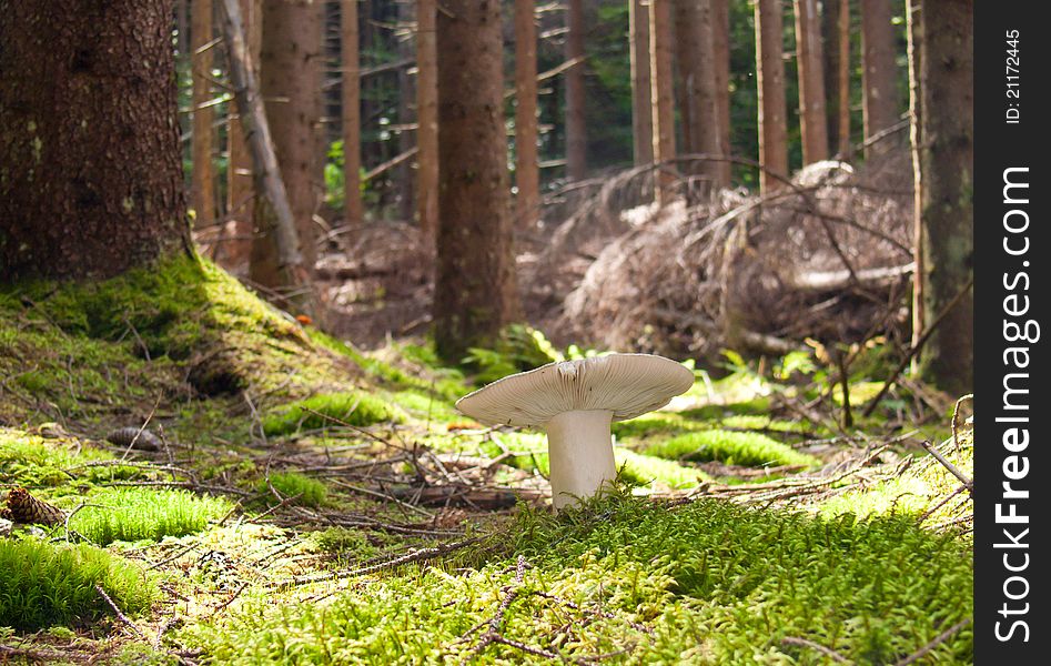 A mushroom in a wood