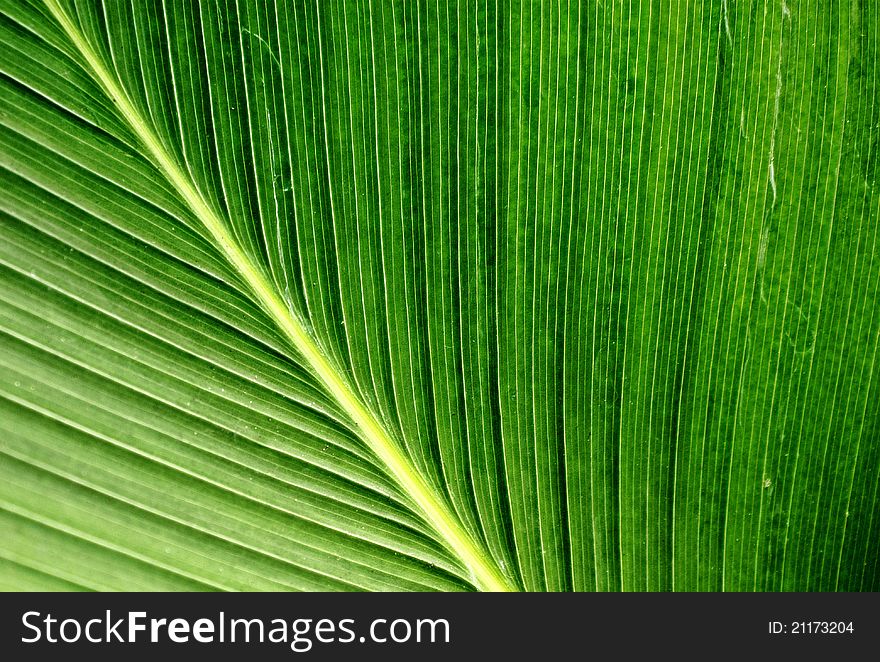 Palm leaf, strip on giant palm leaf