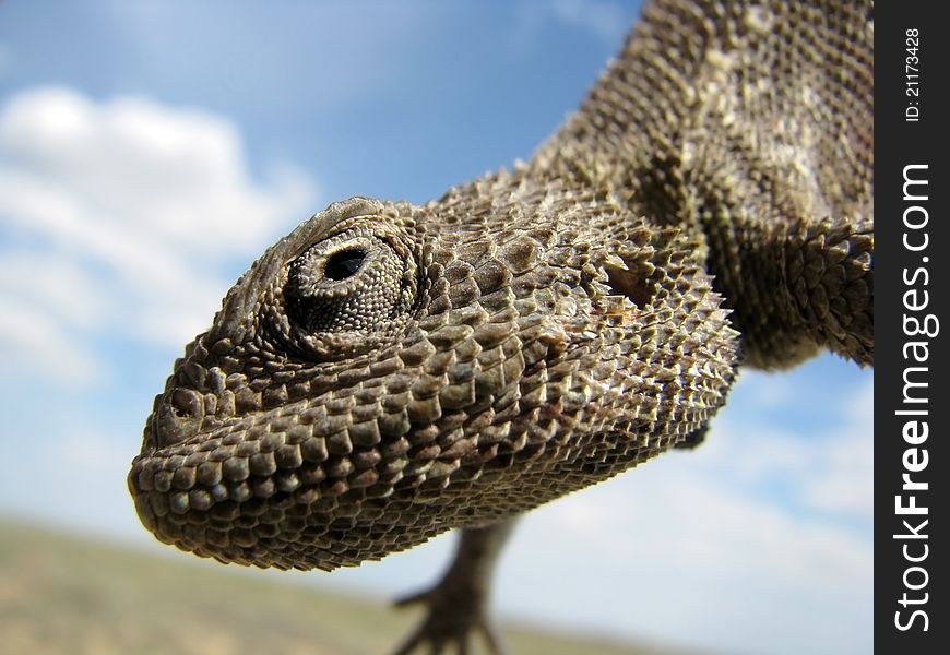 Portrait of a lizard (steppe agama) against the sky with clouds. Looks like it is smiling. Portrait of a lizard (steppe agama) against the sky with clouds. Looks like it is smiling.